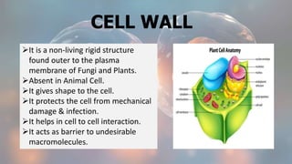 CELL WALL
It is a non-living rigid structure
found outer to the plasma
membrane of Fungi and Plants.
Absent in Animal Cell.
It gives shape to the cell.
It protects the cell from mechanical
damage & infection.
It helps in cell to cell interaction.
It acts as barrier to undesirable
macromolecules.
 