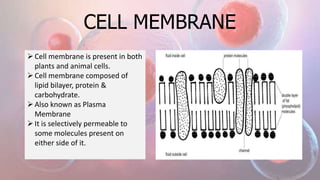 CELL MEMBRANE
Cell membrane is present in both
plants and animal cells.
Cell membrane composed of
lipid bilayer, protein &
carbohydrate.
Also known as Plasma
Membrane
It is selectively permeable to
some molecules present on
either side of it.
 