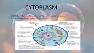 CYTOPLASM
 Jelly like fluid between cell membrane and the nucleus is called as Cytoplasm.
 Several cell organelles are present in the cytoplasm.
 