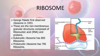 RIBOSOME
George Palade first observed
ribosome in 1953.
These are the non-membranous
granular structures composed of
Ribonucleic acid (RNA) and
proteins.
Eukaryotic ribosome has 80S
Ribosome.
Prokaryotic ribosome has 70S
Ribosome.
 