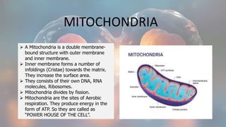 MITOCHONDRIA
 A Mitochondria is a double membrane-
bound structure with outer membrane
and inner membrane.
 Inner membrane forms a number of
infoldings (Cristae) towards the matrix.
They increase the surface area.
 They consists of their own DNA, RNA
molecules, Ribosomes.
 Mitochondria divides by fission.
 Mitochondria are the sites of Aerobic
respiration. They produce energy in the
form of ATP. So they are called as
“POWER HOUSE OF THE CELL”.
 