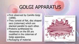 GOLGI APPARATUS
First observed by Camillo Golgi
(1898).
They consist of flat, disc shaped
sacs (cisternae) which are
stacked parallel to each other.
Proteins synthesized by
ribosomes on the ER are
modified in the cisternae of
Golgi apparatus.
Packaging of material.
 