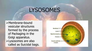 LYSOSOMES
Membrane-bound
vesicular structures
formed by the process
of Packaging in the
Golgi apparatus.
Lysosomes are also
called as Suicidal bags.
 