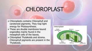 CHLOROPLAST
Chloroplasts contains Chlorophyll and
carotenoid pigments. They trap light
energy for Photosynthesis.
These are double membrane bound
organelles mainly found in the
mesophyll cells of the leaves.
Chloroplast Thylakoids and stroma.
Chlorophyll pigments are present in the
Thylakoids.
 