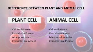 DIFFERENCE BETWEEN PLANT AND ANIMAL CELL
PLANT CELL
• Cell Wall Present.
• Plastids are Present.
• A Large vacuoles.
• Centrioles are Absent.
ANIMAL CELL
• Cell Wall Absent.
• Plastids are absent.
• Many small vacuoles.
• Centrioles are Present.
 