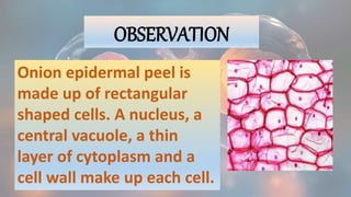 OBSERVATION
Onion epidermal peel is
made up of rectangular
shaped cells. A nucleus, a
central vacuole, a thin
layer of cytoplasm and a
cell wall make up each cell.
 