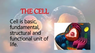 THE CELL
Cell is basic,
fundamental,
structural and
functional unit of
life.
 