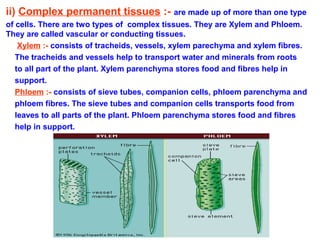 ii) Complex permanent tissues :- are made up of more than one type
of cells. There are two types of complex tissues. They are Xylem and Phloem.
They are called vascular or conducting tissues.
Xylem :- consists of tracheids, vessels, xylem parechyma and xylem fibres.
The tracheids and vessels help to transport water and minerals from roots
to all part of the plant. Xylem parenchyma stores food and fibres help in
support.
Phloem :- consists of sieve tubes, companion cells, phloem parenchyma and
phloem fibres. The sieve tubes and companion cells transports food from
leaves to all parts of the plant. Phloem parenchyma stores food and fibres
help in support.
 