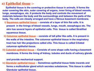 a) Epithelial tissue :-
Epithelial tissue is the covering or protective tissue in animals. It forms the
outer covering like skin, outer covering of organs, inner lining of blood vessels,
lungs, oesophagus, etc. It protects the body and controls the movement of
materials between the body and the surroundings and between the parts of the
body. The cells are closely arranged and have a fibrous basement membrane.
i) Squamous epithelial tissue :- consists of a layer of thin flat cells. It is
present in the linings of blood vessels, lungs, mouth, oesophagus etc. The
skin has several layers of epithelial cells. This tissue is called Stratified
squamous tissue.
ii) Columnar epithelial tissue :- consists of tall pillar like cells. It is present in
the walls of the intestine. The columnar epithelial tissue in the respiratory
tract has hair like projections called cilia. This tissue is called Ciliated
columnar epithelial tissue.
iii) Cuboidal epithelial tissue :- Consists of cone shape cells having a basement
membrane. It forms the lining of kidney, tubules and ducts of salivary glands
and provide mechanical support.
iv) Glandular epithelial tissue :- Sometimes epithelial tissue folds inwards and
forms a multicellular gland which secretes substances. This tissue is called
Glandular epithelial tissue.
 