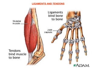 LIGAMENTS AND TENDONS
 