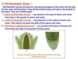 a) Meristematic tissue :-
Meristematic tissues are found in the growing regions of the plant like the tips
of root, stem and branches. They divide continuously and help in the growth of
the plant. They are of three types.
i) Apical meristematic tissues :- are present in the tips of stems and roots.
They help in the growth of stems and roots.
ii) Lateral meristematic tissues :- are present in in the sides of stems and
roots. They help to increase the girth of the stems and roots.
iii) Intercalary meristematic tissues :- are present at the base of leaves and
internodes and help in the growth of those parts.
 