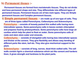 b) Permanent tissues :-
Permanent tissues are formed from meristematic tissues. They do not divide
and have permanent shape and size. They differentiate into different types of
permanent tissues. Permanent tissues are of two main types. They are Simple
permanent tissues and Complex permanent tissues.
i) Simple permanent tissues :- are made up of one type of cells. They
are of three types called Parenchyma, Collenchyma and Sclerenchyma.
Parenchyma :- consists of loosely packed thin walled cells having more
intercellular spaces. Some parenchyma cells in leaves contain chloroplast
and prepares food by photosynthesis. Some parenchyma cells have large air
cavities which help the plant to float on water. Some parenchyma cells of
roots and stem store water and minerals.
Collenchyma :- consists of elongated cells having less intercellular spaces
and thicker at the corners. They give flexibility and allows easy bending of
different parts like stem, leaf etc. They also give mechanical support to the
plant.
Sclerenchyma :- consists of long, narrow, dead thick walled cells. The cell
walls contain lignin a chemical substance which act like cement and hardens
them. It gives strength and hardness to the plant parts.
 