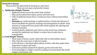 Protective tissues
They protect the plant body by forming an outer layer.
There are two types of protective tissues
1. Epidermis Simple Tissues
• Epidermis tissue covers the entire body of plant.
• They protect plant from injury, germs and water loss.
• Cells of epidermal tissue form a continuous layer without intercellular
spaces.
• Stomata are small openings on epidermal layer of leaf and soft part of
stem to facilitate the gaseous exchange and transpiration in plants. Each
stomata is composed of two guard cells which regulate the opening and
closing of stomata.
• In desert plants, epidermis and cutin (a water proof waxy substance
secreted by epidermis) are thicker to reduce loss of water due to
transpiration.
2. Cork Simple Tissues
• These types of tissue consist dead cells with no intercellular spaces.
• They form the outer layer of old tree trunks.
• Cork cells have a chemical called suberin in their walls that makes them
impervious to gases and water.
• Cork tissue protects plants from injuries, germs and water loss.
• Cork being light in weight is used for making several products like bottle
stoppers and shuttle cork.
 