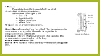  Phloem
Phloem is the tissue that transports food from site of
photosynthesis to different parts of plants.
It is composed of four types of cell.
1. Sieve cells
2. Companion cells
3. Phloem parenchyma
4. Phloem fibres.
All types of cells are live except phloem fibres.
Sieve cells are elongated and have thin cell wall. They have cytoplasm but
no nucleus and other organelles. These cells are responsible for
transportation of food and nutrients
Companion cells have cytoplasm, nucleus and other organelles. They
perform the tasks required for sieve cells for living.
Phloem parenchyma store food.
Phloem fibres have thick cell wall and they provide mechanical support to
plant.
 