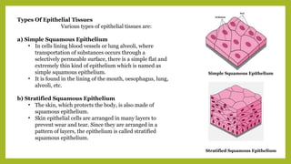 Types Of Epithelial Tissues
Various types of epithelial tissues are:
a) Simple Squamous Epithelium
• In cells lining blood vessels or lung alveoli, where
transportation of substances occurs through a
selectively permeable surface, there is a simple flat and
extremely thin kind of epithelium which is named as
simple squamous epithelium.
• It is found in the lining of the mouth, oesophagus, lung,
alveoli, etc.
b) Stratified Squamous Epithelium
• The skin, which protects the body, is also made of
squamous epithelium.
• Skin epithelial cells are arranged in many layers to
prevent wear and tear. Since they are arranged in a
pattern of layers, the epithelium is called stratified
squamous epithelium.
Simple Squamous Epithelium
Stratified Squamous Epithelium
 