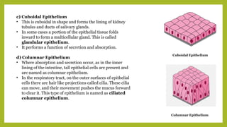 c) Cuboidal Epithelium
• This is cuboidal in shape and forms the lining of kidney
tubules and ducts of salivary glands.
• In some cases a portion of the epithelial tissue folds
inward to form a multicellular gland. This is called
glandular epithelium.
• It performs a function of secretion and absorption.
d) Columnar Epithelium
• Where absorption and secretion occur, as in the inner
lining of the intestine, tall epithelial cells are present and
are named as columnar epithelium.
• In the respiratory tract, on the outer surfaces of epithelial
cells there are hair like projections called cilia. These cilia
can move, and their movement pushes the mucus forward
to clear it. This type of epithelium is named as ciliated
columnar epithelium.
Cuboidal Epithelium
Columnar Epithelium
 