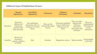 Simple
Squamous
Stratified
Squamous
Columnar
Ciliated
Columnar
Cuboidal Glandular
Structure
They have
delicate cell
lining and
possess a flat
thin structure
The epithelium
Squamous cells are
arranged in several
layers
They are the
column-like shape
tissues
Columnar epithelial
tissues which have
Cilia present on
them
They are cube-
shaped cells
which are
involved in
absorption and
secretion.
These are
special gland
cells that can
secrete
substances
Found in
Alveoli and
bowman’s
capsule- nephron
in kidney
Skin Intestine Respiratory system Kidney tubules
Sweat glands
in the skin
Different Types Of Epithelium Tissues
 