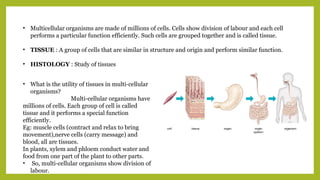 • Multicellular organisms are made of millions of cells. Cells show division of labour and each cell
performs a particular function efficiently. Such cells are grouped together and is called tissue.
• TISSUE : A group of cells that are similar in structure and origin and perform similar function.
• HISTOLOGY : Study of tissues
• What is the utility of tissues in multi-cellular
organisms?
Multi-cellular organisms have
millions of cells. Each group of cell is called
tissue and it performs a special function
efficiently.
Eg: muscle cells (contract and relax to bring
movement),nerve cells (carry message) and
blood, all are tissues.
In plants, xylem and phloem conduct water and
food from one part of the plant to other parts.
• So, multi-cellular organisms show division of
labour.
 