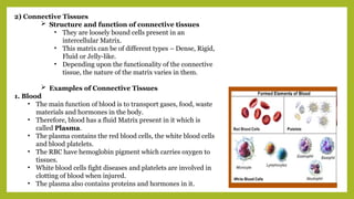 2) Connective Tissues
 Structure and function of connective tissues
• They are loosely bound cells present in an
intercellular Matrix.
• This matrix can be of different types – Dense, Rigid,
Fluid or Jelly-like.
• Depending upon the functionality of the connective
tissue, the nature of the matrix varies in them.
 Examples of Connective Tissues
1. Blood
• The main function of blood is to transport gases, food, waste
materials and hormones in the body.
• Therefore, blood has a fluid Matrix present in it which is
called Plasma.
• The plasma contains the red blood cells, the white blood cells
and blood platelets.
• The RBC have hemoglobin pigment which carries oxygen to
tissues.
• White blood cells fight diseases and platelets are involved in
clotting of blood when injured.
• The plasma also contains proteins and hormones in it.
 