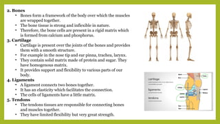 2. Bones
• Bones form a framework of the body over which the muscles
are wrapped together.
• The bone tissue is strong and inflexible in nature.
• Therefore, the bone cells are present in a rigid matrix which
is formed from calcium and phosphorus.
3. Cartilage
• Cartilage is present over the joints of the bones and provides
them with a smooth structure.
• For example in the nose tip and ear pinna, trachea, larynx.
• They contain solid matrix made of protein and sugar. They
have homogenous matrix.
• It provides support and flexibility to various parts of our
body.
4. Ligaments
• A ligament connects two bones together.
• It has an elasticity which facilitates the connection.
• The cells of ligaments have a little matrix.
5. Tendons
• The tendons tissues are responsible for connecting bones
and muscles together.
• They have limited flexibility but very great strength.
 