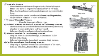 3) Muscular tissues
• Muscular tissue consists of elongated cells, also called muscle
fibres. This tissue is responsible for movement in our body.
• Main function of muscular tissues is to provide movement to the
body.
• Muscles contain special proteins called contractile proteins,
which contract and relax to cause movement.
 Types of Muscular Tissues:
Muscular tissues are of three types
a) Striated Muscles or Skeletal Muscles or Voluntary Muscles
• These muscles are also called skeletal muscles as they are mostly
attached to bones and help in body movement.
• Cells are cylindrical, unbranched and multinucleate.
b) Smooth Muscles Or Involuntary Muscles
• They are found in the iris of the eye, in ureters and in the
bronchi of the lungs.
• Cells are long, spindle-shaped and possess a single nucleus.
c) Cardiac muscles or involuntary muscles
• They help in rhythmic contraction and relaxation of the heart.
• Cells are cylindrical, branched and uninucleate
 