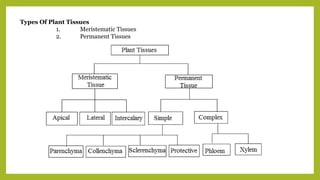Types Of Plant Tissues
1. Meristematic Tissues
2. Permanent Tissues
 