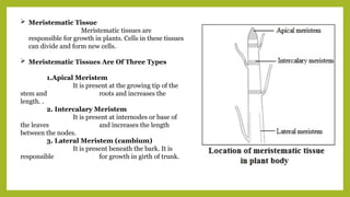  Meristematic Tissue
Meristematic tissues are
responsible for growth in plants. Cells in these tissues
can divide and form new cells.
 Meristematic Tissues Are Of Three Types
1.Apical Meristem
It is present at the growing tip of the
stem and roots and increases the
length. .
2. Intercalary Meristem
It is present at internodes or base of
the leaves and increases the length
between the nodes.
3. Lateral Meristem (cambium)
It is present beneath the bark. It is
responsible for growth in girth of trunk.
 