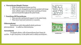 1. Parenchyma Simple Tissues
• Cells of parenchyma tissues are live.
• They are oval, elongated and loosely packed with large
inter-cellular space, forming basic packing of tissue
and are found throughout the plant body.
 Functions Of Parenchyma
• They provide mechanical support to the plant body.
• They store food and nutrients in vacuoles.
Chlorenchyma
Parenchyma with chlorophyll which performs
photosynthesis is called as chlorenchyma.
Aerenchyma
In aquatic plants, cells of parenchyma have large air
cavities to give buoyancy to the plant and is called aerenchyma .
 