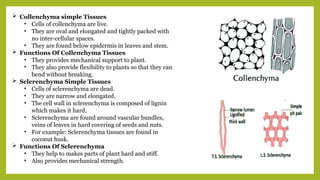  Collenchyma simple Tissues
• Cells of collenchyma are live.
• They are oval and elongated and tightly packed with
no inter-cellular spaces.
• They are found below epidermis in leaves and stem.
 Functions Of Collenchyma Tissues
• They provides mechanical support to plant.
• They also provide flexibility to plants so that they can
bend without breaking.
 Sclerenchyma Simple Tissues
• Cells of sclerenchyma are dead.
• They are narrow and elongated.
• The cell wall in sclerenchyma is composed of lignin
which makes it hard.
• Sclerenchyma are found around vascular bundles,
veins of leaves in hard covering of seeds and nuts.
• For example: Sclerenchyma tissues are found in
coconut husk.
 Functions Of Sclerenchyma
• They help to makes parts of plant hard and stiff.
• Also provides mechanical strength.
 