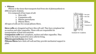  Phloem
Phloem is the tissue that transports food from site of photosynthesis to
different parts of plants.
It is composed of four types of cell.
1. Sieve cells
2. Companion cells
3. Phloem parenchyma
4. Phloem fibres.
All types of cells are live except phloem fibres.
Sieve cells are elongated and have thin cell wall. They have cytoplasm but
no nucleus and other organelles. These cells are responsible for
transportation of food and nutrients
Companion cells have cytoplasm, nucleus and other organelles. They
perform the tasks required for sieve cells for living.
Phloem parenchyma store food.
Phloem fibres have thick cell wall and they provide mechanical support to
plant.
 