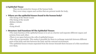 1) Epithelial Tissue
They are the protective tissues of the human body.
They cover many organs and cavities that are present inside the body.
 Where are the epithelial tissues found in the human body?
•The lining of the blood vessels
•The lining of the mouth
•Kidney tubules
•Skin
•Lung alveoli
 Structure And Functions Of The Epithelial Tissues
•The main function of the epithelial tissues is to act as a barrier and separate different organs and
systems from each other.
•There is no space between the cells of epithelial tissues
•The cells are permeable. This makes it possible for them to exchange materials between different
parts of the body and also between the body and the external environment.
•The epithelial tissues remain separated from the tissues beneath them because of a thin membrane
over them.
 
