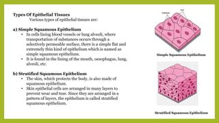 Types Of Epithelial Tissues
Various types of epithelial tissues are:
a) Simple Squamous Epithelium
• In cells lining blood vessels or lung alveoli, where
transportation of substances occurs through a
selectively permeable surface, there is a simple flat and
extremely thin kind of epithelium which is named as
simple squamous epithelium.
• It is found in the lining of the mouth, oesophagus, lung,
alveoli, etc.
b) Stratified Squamous Epithelium
• The skin, which protects the body, is also made of
squamous epithelium.
• Skin epithelial cells are arranged in many layers to
prevent wear and tear. Since they are arranged in a
pattern of layers, the epithelium is called stratified
squamous epithelium.
Simple Squamous Epithelium
Stratified Squamous Epithelium
 