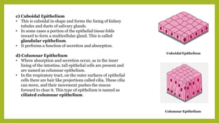 c) Cuboidal Epithelium
• This is cuboidal in shape and forms the lining of kidney
tubules and ducts of salivary glands.
• In some cases a portion of the epithelial tissue folds
inward to form a multicellular gland. This is called
glandular epithelium.
• It performs a function of secretion and absorption.
d) Columnar Epithelium
• Where absorption and secretion occur, as in the inner
lining of the intestine, tall epithelial cells are present and
are named as columnar epithelium.
• In the respiratory tract, on the outer surfaces of epithelial
cells there are hair like projections called cilia. These cilia
can move, and their movement pushes the mucus
forward to clear it. This type of epithelium is named as
ciliated columnar epithelium.
Cuboidal Epithelium
Columnar Epithelium
 