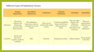 Simple
Squamous
Stratified
Squamous
Columnar
Ciliated
Columnar
Cuboidal Glandular
Structure
They have
delicate cell
lining and
possess a flat
thin structure
The epithelium
Squamous cells are
arranged in several
layers
They are the
column-like shape
tissues
Columnar epithelial
tissues which have
Cilia present on
them
They are cube-
shaped cells
which are
involved in
absorption and
secretion.
These are
special gland
cells that can
secrete
substances
Found in
Alveoli and
bowman’s
capsule- nephron
in kidney
Skin Intestine Respiratory system Kidney tubules
Sweat glands
in the skin
Different Types Of Epithelium Tissues
 
