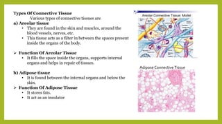 Types Of Connective Tissue
Various types of connective tissues are
a) Areolar tissue
• They are found in the skin and muscles, around the
blood vessels, nerves, etc.
• This tissue acts as a filter in between the spaces present
inside the organs of the body.
 Function Of Areolar Tissue
• It fills the space inside the organs, supports internal
organs and helps in repair of tissues.
b) Adipose tissue
• It is found between the internal organs and below the
skin.
 Function Of Adipose Tissue
• It stores fats.
• It act as an insulator
AdiposeConnectiveTissue
 
