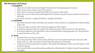 The Structure of Neuron
1. Dendrites
• They are tree-like extensions (highly-branched) at the beginning of a neuron.
• They increase the surface area of the neuron.
• They receive chemical signals from different neurons of the body.
• They then convert these chemical signals into electrical signals and pass them to the neuron
cell body.
• A neuron can have a single dendrite or multiple dendrites
2. Cell Body
• The main function of the cell body and nucleus of the neuron is to maintain the functionality
of the cell.
• It does not play an active role in the transmission of the signal.
• It produces proteins that are required by different parts of the neuron to work properly.
• It contains different cell organelles such as mitochondria, Golgi apparatus etc. that perform
various functions of the cell.
3. Axon
• Neurons have one axon in general.
• It is a long structure that connects the cell body to the terminals and it also connects with
other neurons, cells and organs of the body through nerve terminals.
• It allows in fast transmission of signals. The larger the diameter of the axon the faster it will
transmit signals.
• It is covered with a special insulating substance called myelin. It helps in rapid transmission
of signals.
 