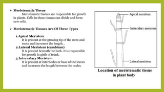  Meristematic Tissue
Meristematic tissues are responsible for growth
in plants. Cells in these tissues can divide and form
new cells.
 Meristematic Tissues Are Of Three Types
1.Apical Meristem
It is present at the growing tip of the stem and
roots and increases the length. .
2.Lateral Meristem (cambium)
It is present beneath the bark. It is responsible
for growth in girth of trunk.
3.Intercalary Meristem
It is present at internodes or base of the leaves
and increases the length between the nodes.
 