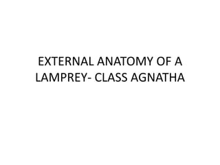 EXTERNAL ANATOMY OF A
LAMPREY- CLASS AGNATHA
 