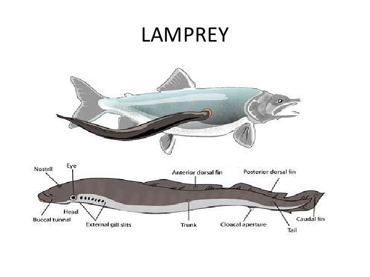 activity 3-lamprey
