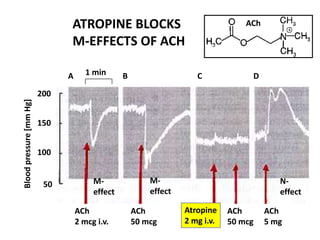 50
100
150
200
A B C D1 min
ATROPINE BLOCKS
M-EFFECTS OF ACH
Bloodpressure[mmHg]
ACh
2 mcg i.v.
ACh
50 mcg
ACh
50 mcg
ACh
5 mg
M-
effect
M-
effect
N-
effect
Atropine
2 mg i.v.
ACh
 