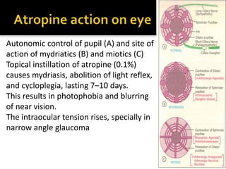 Autonomic control of pupil (A) and site of
action of mydriatics (B) and miotics (C)
Topical instillation of atropine (0.1%)
causes mydriasis, abolition of light reflex,
and cycloplegia, lasting 7–10 days.
This results in photophobia and blurring
of near vision.
The intraocular tension rises, specially in
narrow angle glaucoma
 