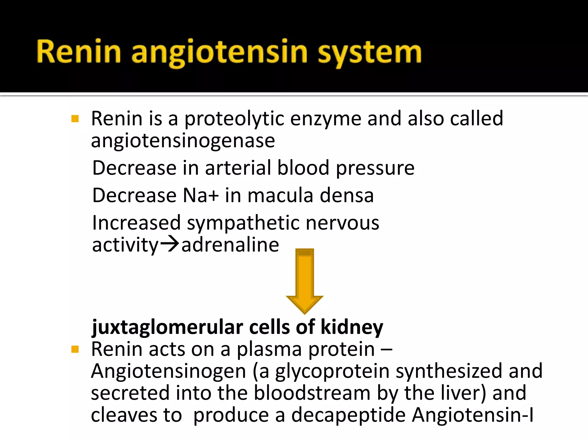  Renin is a proteolytic enzyme and also called
angiotensinogenase
Decrease in arterial blood pressure
Decrease Na+ in macula densa
Increased sympathetic nervous
activityadrenaline
juxtaglomerular cells of kidney
 Renin acts on a plasma protein –
Angiotensinogen (a glycoprotein synthesized and
secreted into the bloodstream by the liver) and
cleaves to produce a decapeptide Angiotensin-I
 