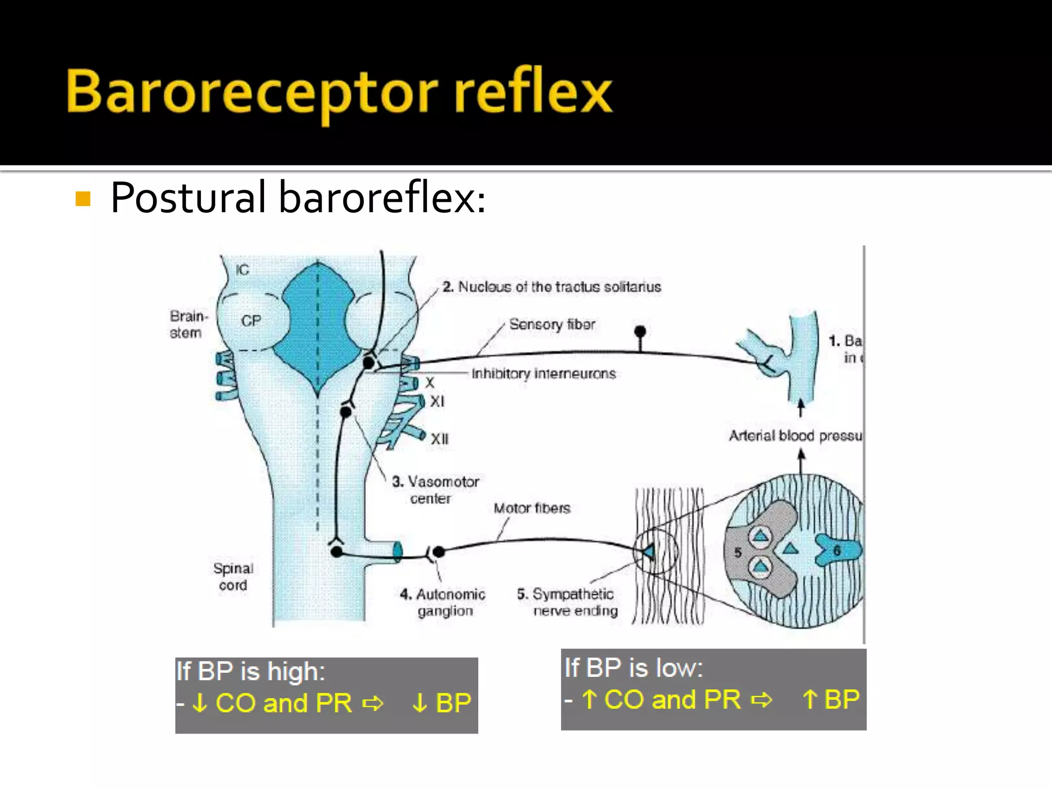  Postural baroreflex:
 