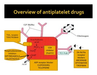 ADP receptor blocker
CLOPIDOGREL
TICLOPIDINE
COX
inhibitor
(Aspirin)
Phosphodiesterase
inhibitor-
DIPYRIDAMOLE,
CILOSTAZOLE
Gb IIb/IIIa
receptor
blockers
ABCIXIMAB
EPTIFIBATIDE
TIROFIBAN
TXA2 receptor
TERUTROBAN
 