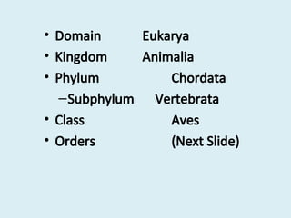Class+Aves1.Class+Aves1.Class+Aves1.Class+Aves1.ppt