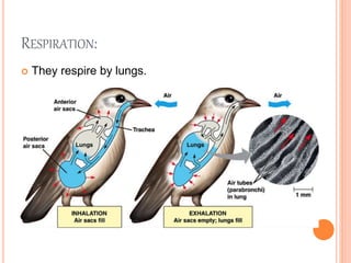RESPIRATION:
 They respire by lungs.
 