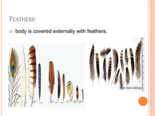 FEATHERS:
 body is covered externally with feathers.
 