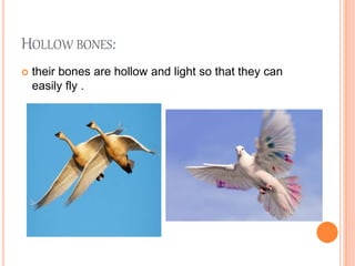 HOLLOW BONES:
 their bones are hollow and light so that they can
easily fly .
 
