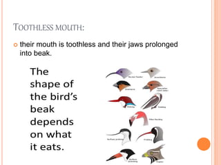 TOOTHLESS MOUTH:
 their mouth is toothless and their jaws prolonged
into beak.
 