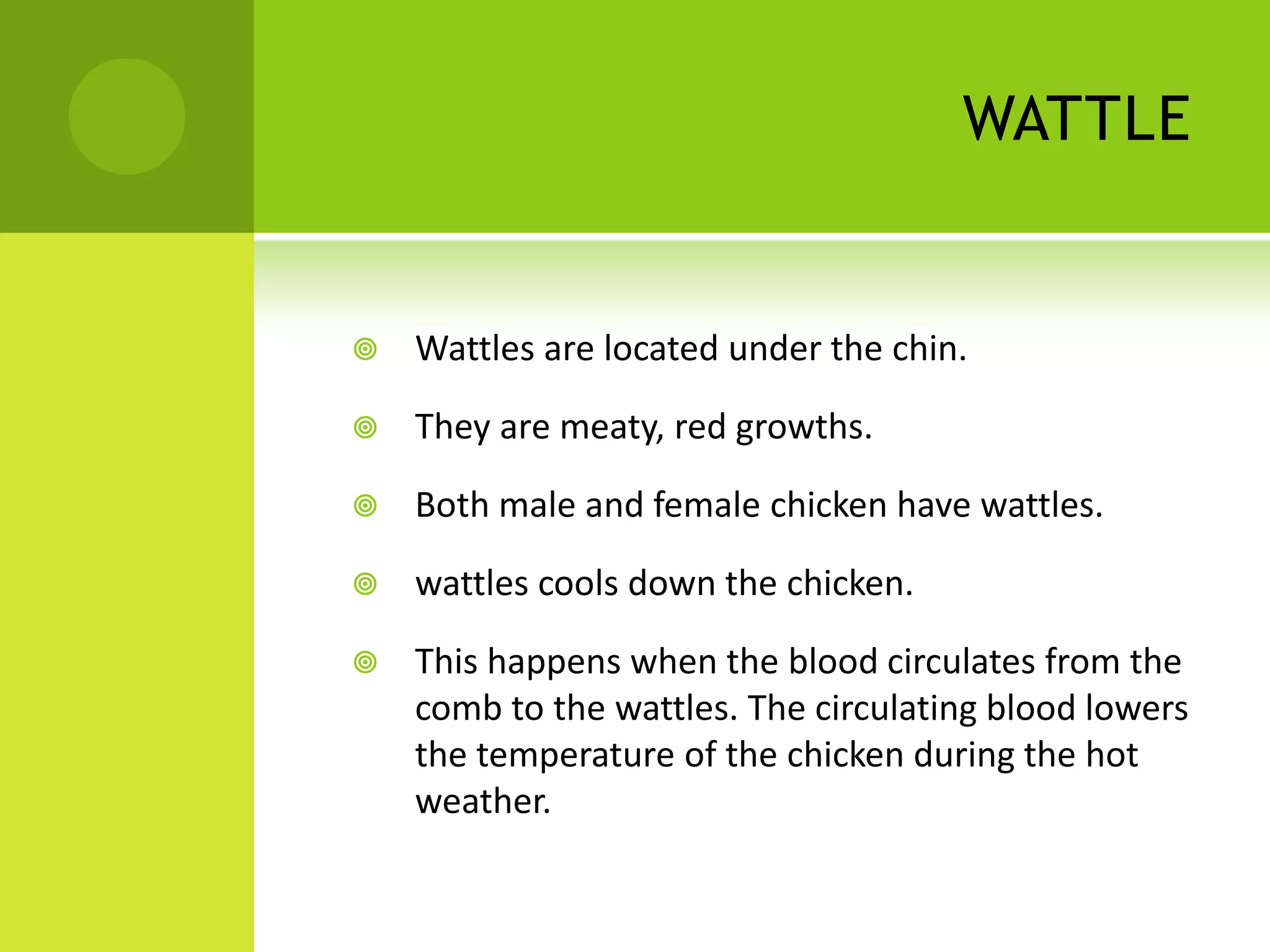 WATTLE


   Wattles are located under the chin.

   They are meaty, red growths.

   Both male and female chicken have wattles.

   wattles cools down the chicken.

   This happens when the blood circulates from the
    comb to the wattles. The circulating blood lowers
    the temperature of the chicken during the hot
    weather.
 